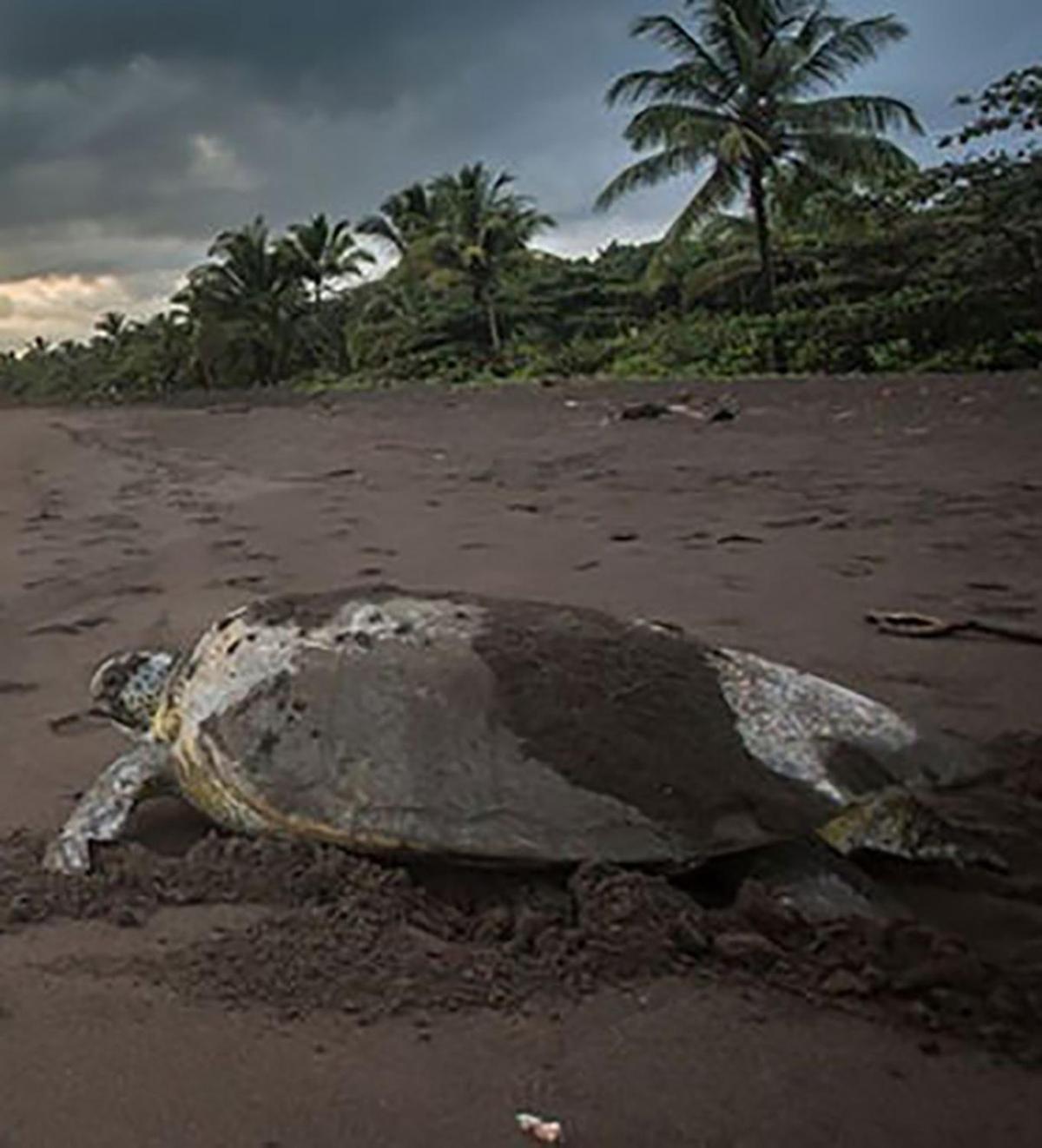 Chilamate Room 2 Tortuguero Ngoại thất bức ảnh